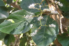 Ehretia canarensis